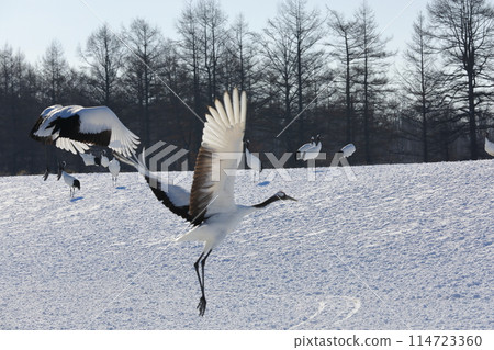 伊東丹頂鶴保護區雪原上翩翩起舞的鶴的身影 伊東丹頂鶴保護區雪原上翩翩起舞的鶴的身影 114723360