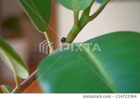 橡膠樹上的小瓢蟲 114723364