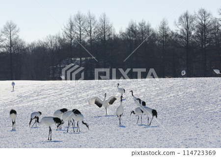 A view of the graceful cranes at Ito Tancho Sanctuary in mid-winter 114723369