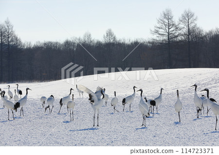 The winter scenery of Ito Tancho Sanctuary, where cranes stand out against a silvery white world 114723371