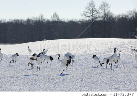 Winter scenery at Ito Red-Crowned Crane Sanctuary, with cranes dancing across the snowy fields Winter scenery at Ito Red-Crowned Crane Sanctuary, with cranes dancing across the snowy fields 114723377