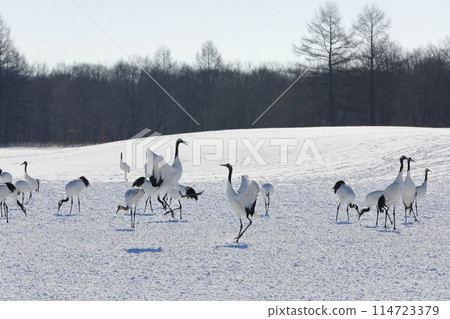 A spectacular view of the Ito Red-Crowned Crane Sanctuary in mid-winter, with cranes dancing in the snowy fields 114723379