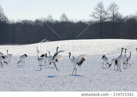 A view of the Ito Red-Crowned Crane Sanctuary in the harsh winter, with cranes dancing on the snow 114723381