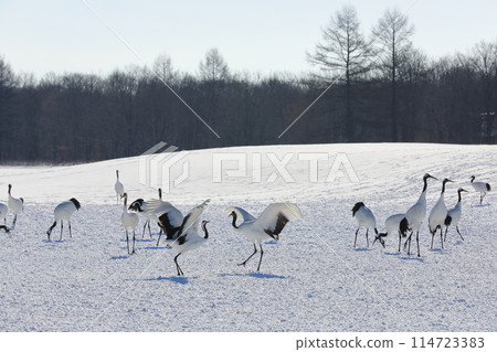 伊東丹頂鶴保護區的冬景,丹頂鶴展翅翩翩起舞 伊東丹頂鶴保護區的冬景,丹頂鶴展翅翩翩起舞 114723383