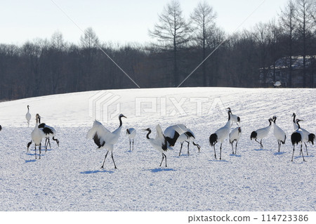 伊東丹頂鶴保護區冬景，雪原上翩翩起舞的丹頂鶴 114723386