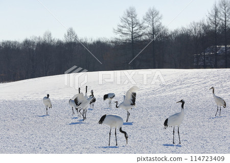 The snowy fields of Ito Tancho Sanctuary, where red-crowned cranes dance gracefully The snowy fields of Ito Tancho Sanctuary, where red-crowned cranes dance gracefully 114723409