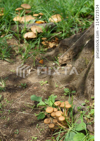 蘑菇長在樹根上 蘑菇長在樹根上 114723534