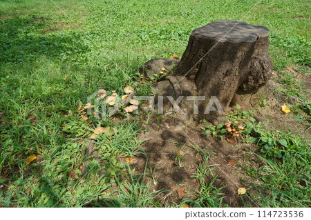 Mushrooms grown in stumps Mushrooms grown in stumps 114723536