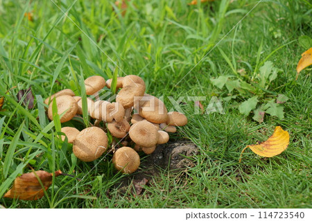 Mushrooms growing on grass Mushrooms growing on grass 114723540