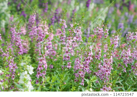 Purple angelonia in the sun 114723547