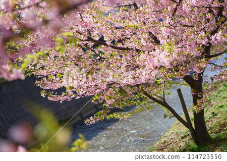 Kawazu cherry blossoms blooming along the bank 114723550