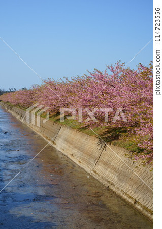 River and rows of Kawazu cherry blossom trees in full bloom 114723556