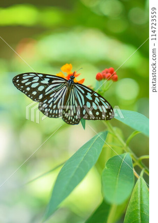 普通翠鳥張開翅膀吸吮馬利筋花蜜 114723559