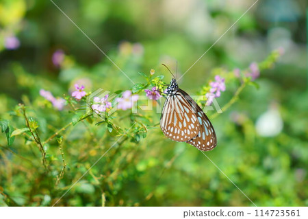 栗虎蝶從粉紅色的花朵中吮吸花蜜 栗虎蝶從粉紅色的花朵中吮吸花蜜 114723561