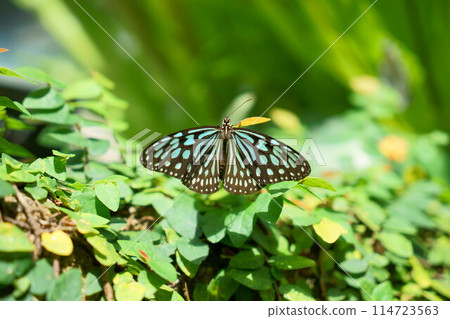A Monarch butterfly resting on a leaf with its wings spread A Monarch butterfly resting on a leaf with its wings spread 114723563