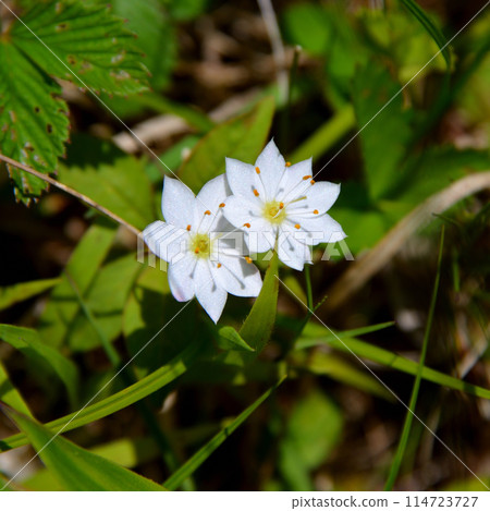 [Japanese alpine plants] Tsumatorisou (Mount Nyukasa 2023) 114723727