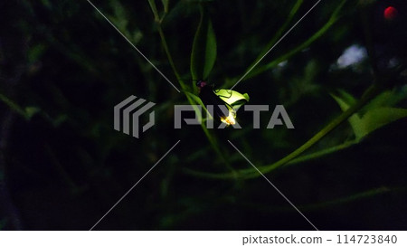 Beautiful glowing fireflies 114723840