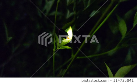 Beautiful firefly light 114723841