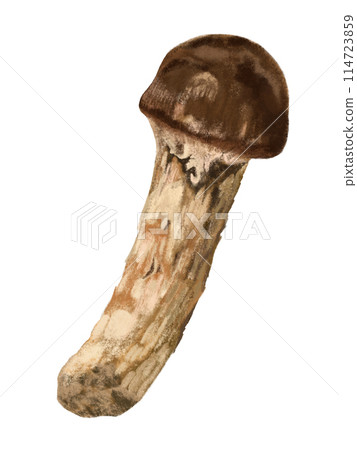 Matsutake mushroom (1 stalk) Matsutake mushroom (1 stalk) 114723859