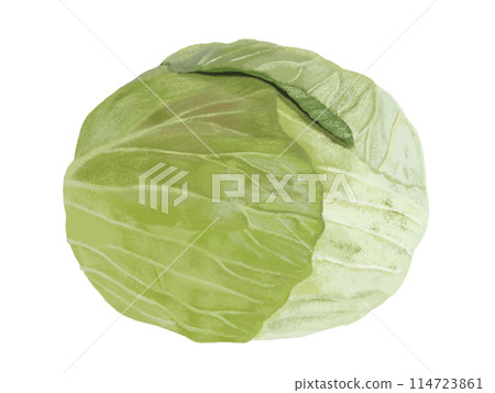 白菜（1顆） 114723861