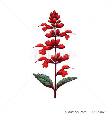 Simple Salvia Simple Salvia 114723875