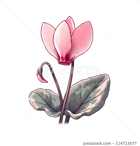 簡單的仙客來 簡單的仙客來 114723877