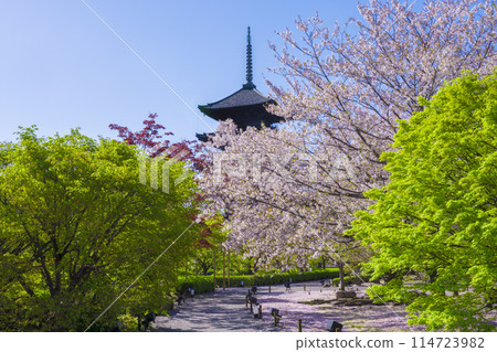 Kyoto Toji Temple's Five-story Pagoda, Cherry Blossoms and Fresh Greenery 114723982