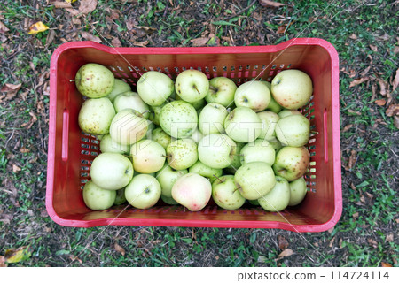 a crate of golden delicius apples just picked on an Italian farm 114724114