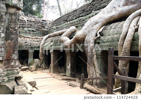Roots of giant banyan tree on Ta Prohm temple ruins, Khmer ancient temple  Angkor Wat (Angkor Thom), Siem reap, Cambodia 114724428