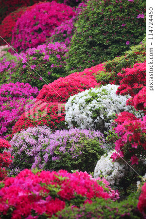 Azalea in full bloom in spring 114724450