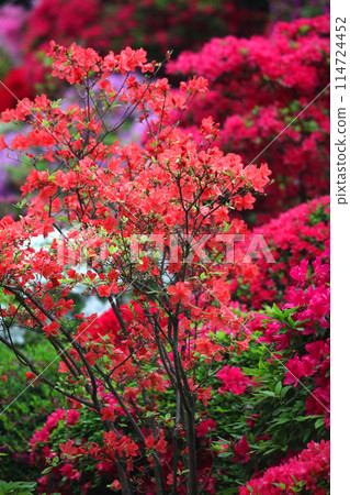 Azalea in full bloom in spring 114724452