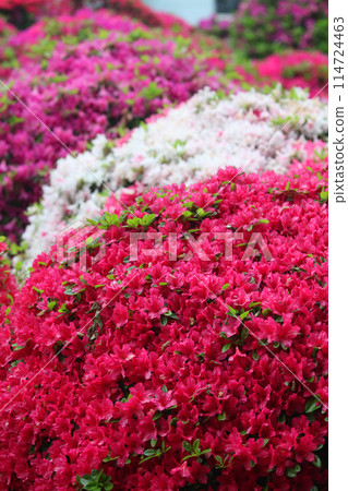 Azalea in full bloom in spring Azalea in full bloom in spring 114724463