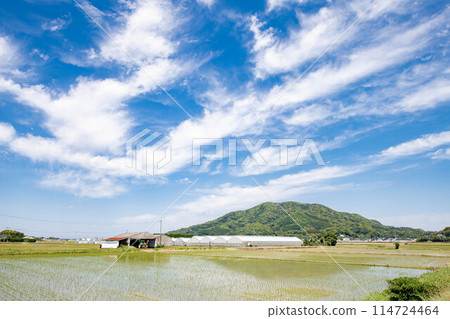 Blue sky view from the rice field Blue sky view from the rice field 114724464