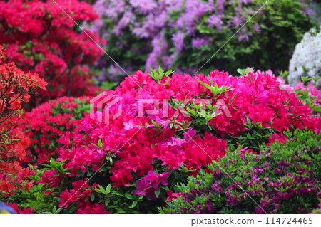 Azalea in full bloom in spring Azalea in full bloom in spring 114724465
