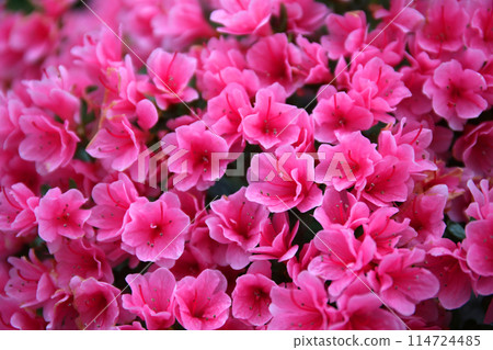 春天盛開的杜鵑花 114724485