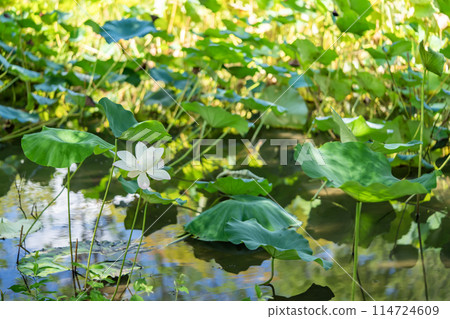 White Lotus Flower White Lotus Flower 114724609