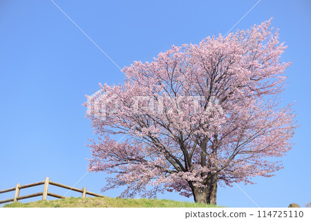 Cherry blossoms in full bloom and blue sky (taken with an old lens) Cherry blossoms in full bloom and blue sky (taken with an old lens) 114725110