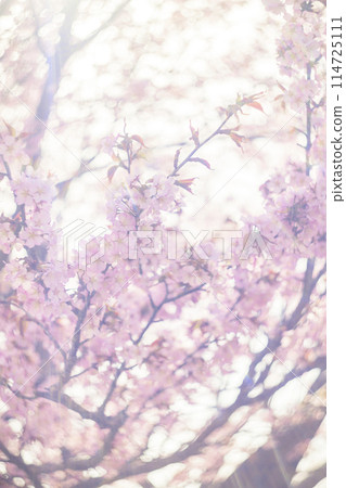 Cherry blossoms in full bloom (taken with an old lens) Cherry blossoms in full bloom (taken with an old lens) 114725111