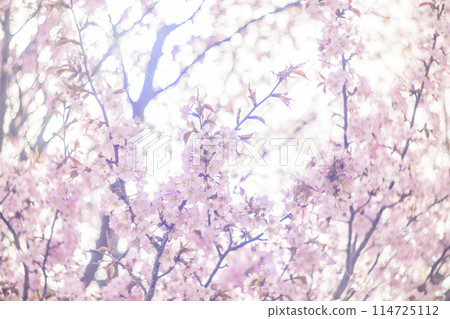 Cherry blossoms in full bloom (taken with an old lens) Cherry blossoms in full bloom (taken with an old lens) 114725112
