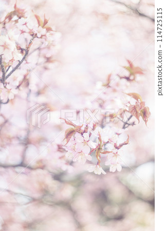 盛開的櫻花（用舊鏡頭拍攝） 114725115