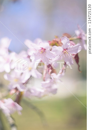 Cherry blossoms in full bloom (taken with an old lens) Cherry blossoms in full bloom (taken with an old lens) 114725130