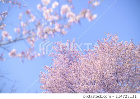 Cherry blossoms in full bloom and blue sky (taken with an old lens) Cherry blossoms in full bloom and blue sky (taken with an old lens) 114725131
