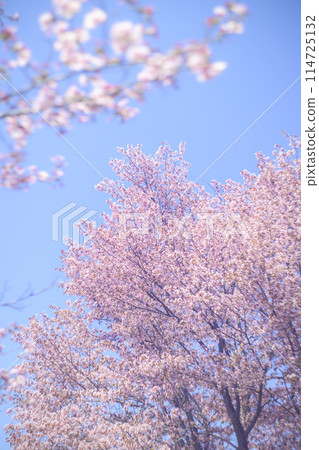 Cherry blossoms in full bloom and blue sky (taken with an old lens) Cherry blossoms in full bloom and blue sky (taken with an old lens) 114725132