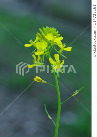 油菜花預示著春天的到來 油菜花預示著春天的到來 114725161