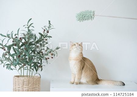 gold british cat kitten stand and play with feeling fun in living room gold british cat kitten stand and play with feeling fun in living room 114725184