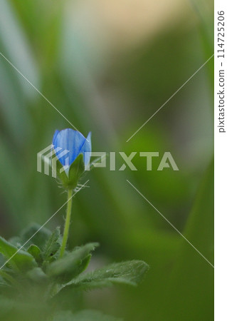 Blue flowers of Veronica persica Blue flowers of Veronica persica 114725206