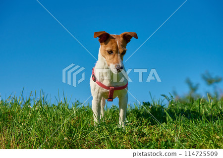 Portrait of Jack Russell Terrier dog on Vibrant Green Grass Under Clear Blue Sky Portrait of Jack Russell Terrier dog on Vibrant Green Grass Under Clear Blue Sky 114725509