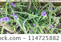 Flower of Murasaki Yukusa 114725882