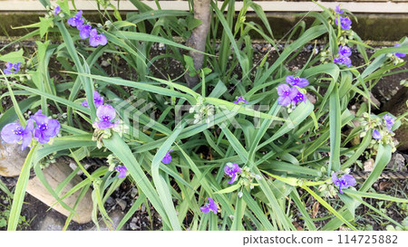 Flower of Murasaki Yukusa Flower of Murasaki Yukusa 114725882