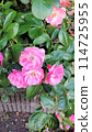  Pink rose in the garden 114725955